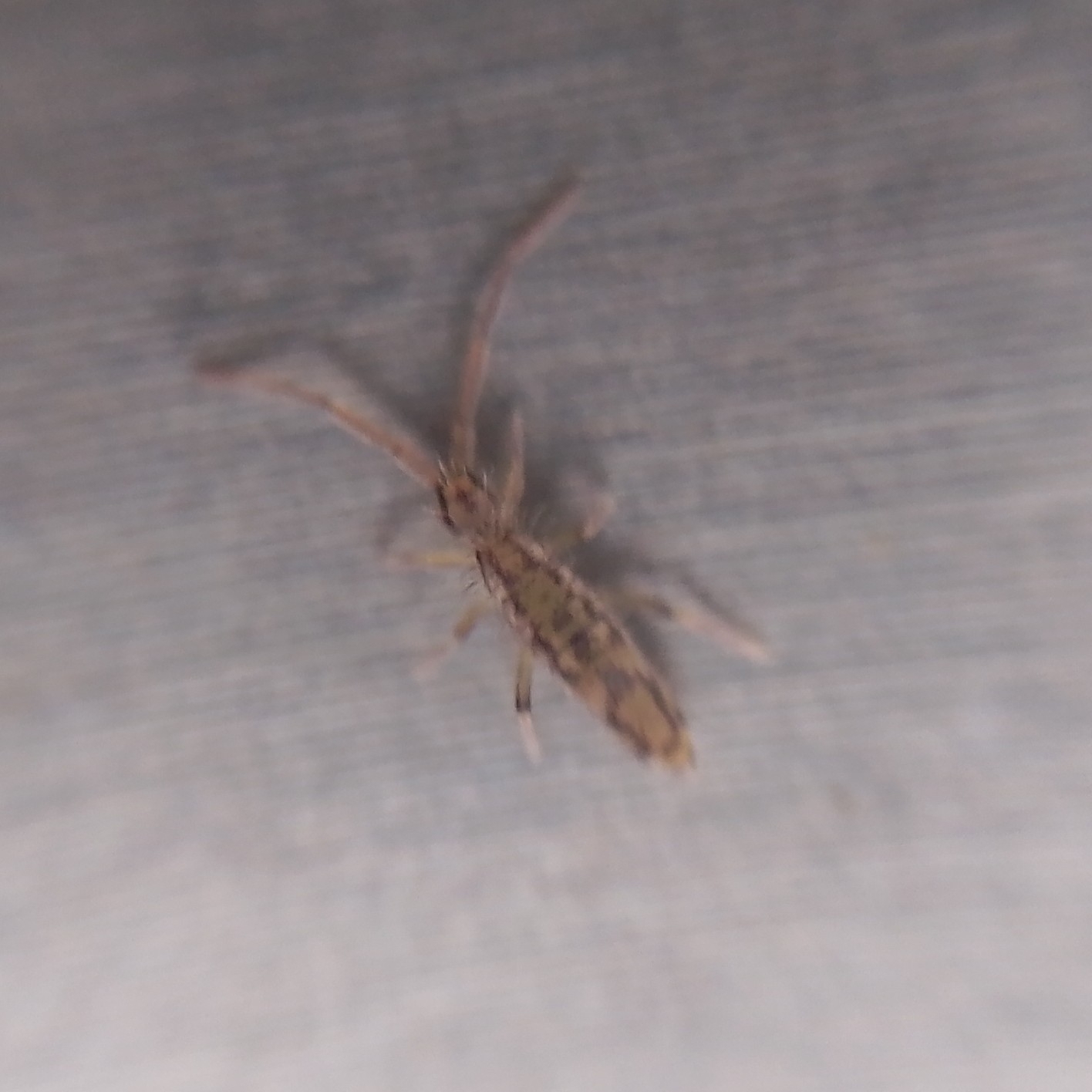 Entomobrya intermedia G.Brook, 1884