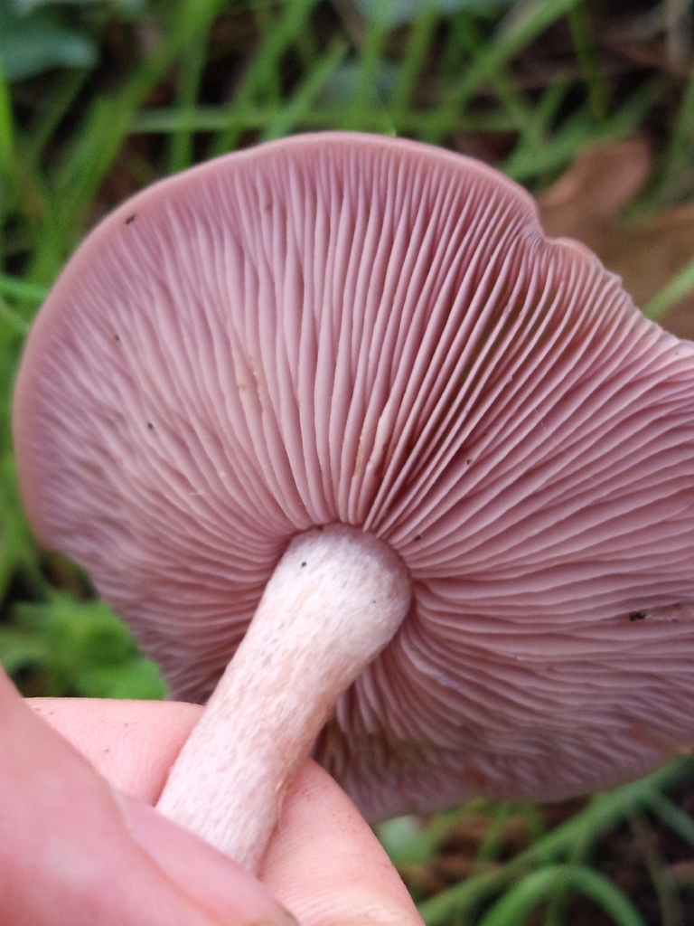 Collybia sordida · December 2025 · photo: © meaglinumut (iNaturalist, cc-by)