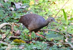 Slaty-Breasted Tinamou photo 2