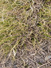 Chionochloa crassiuscula