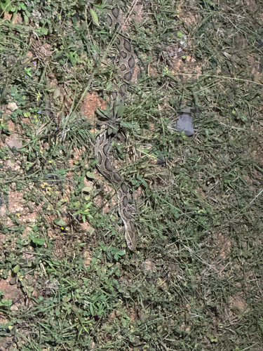 Russell's Viper
