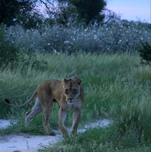 Southern Lion