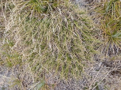 Chionochloa crassiuscula