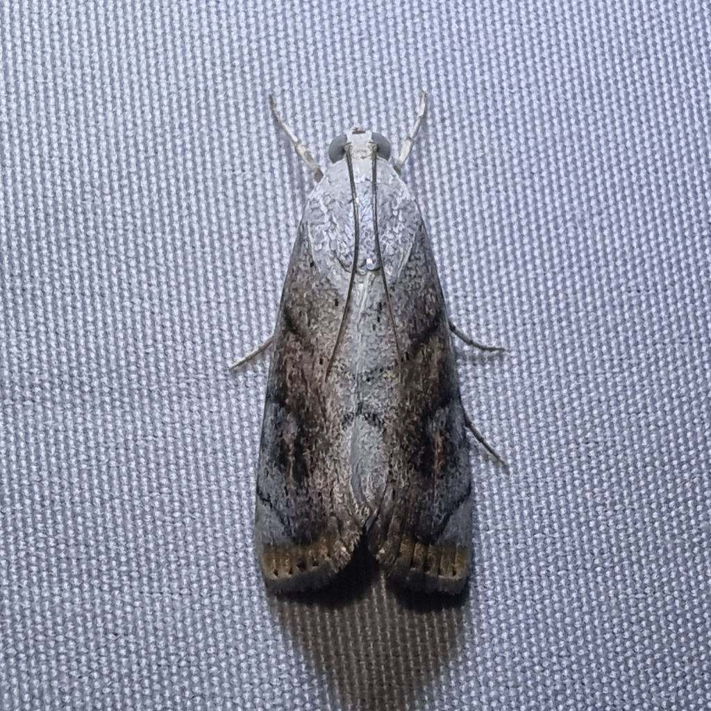 Dichogama diffusalis
