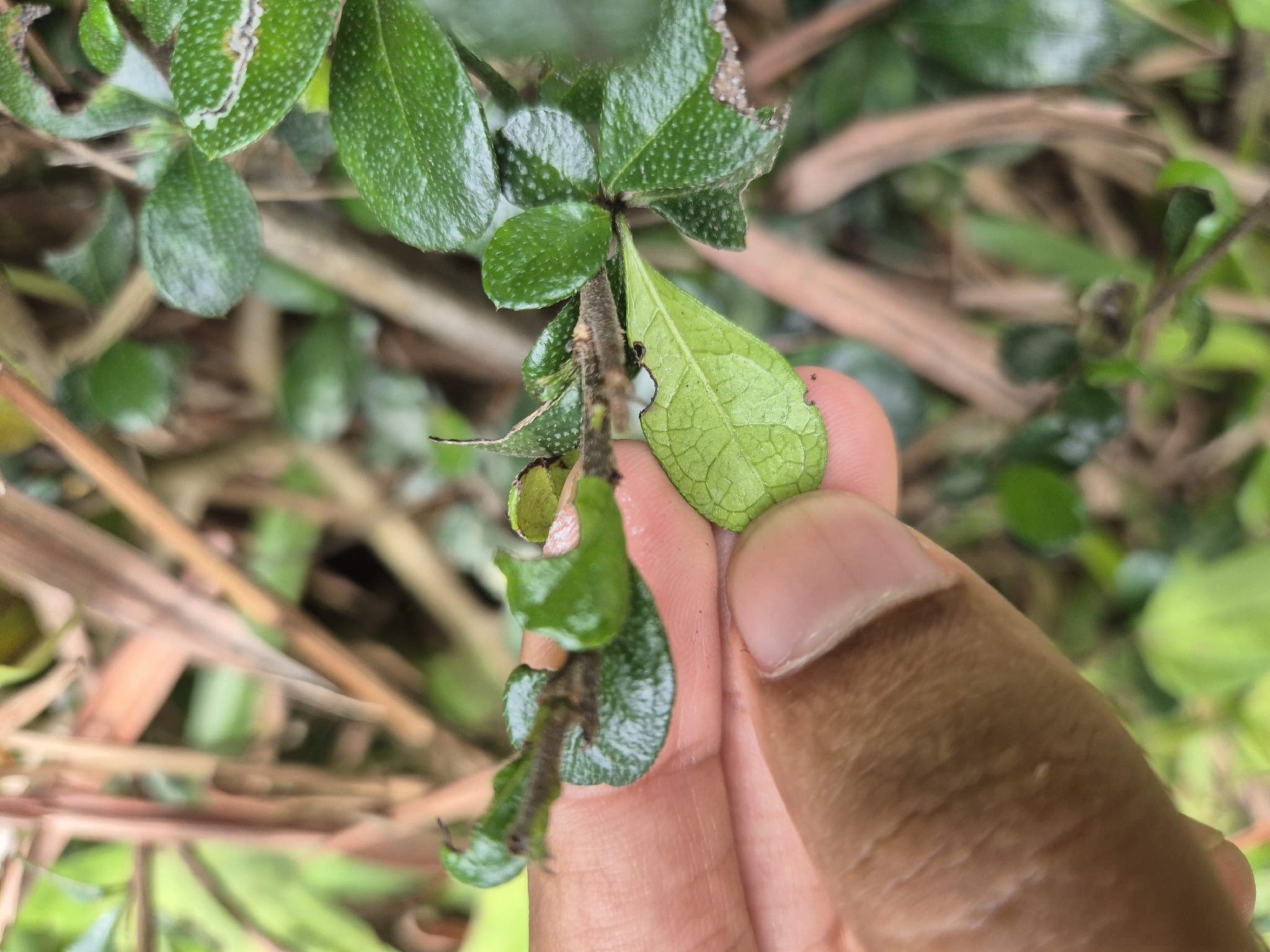 Fukien tea tree