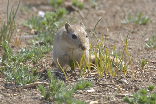 Cheng's Gerbil (Meriones psammophilus) — Data Deficient Mammalia