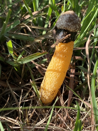 Golden Stinkhorn