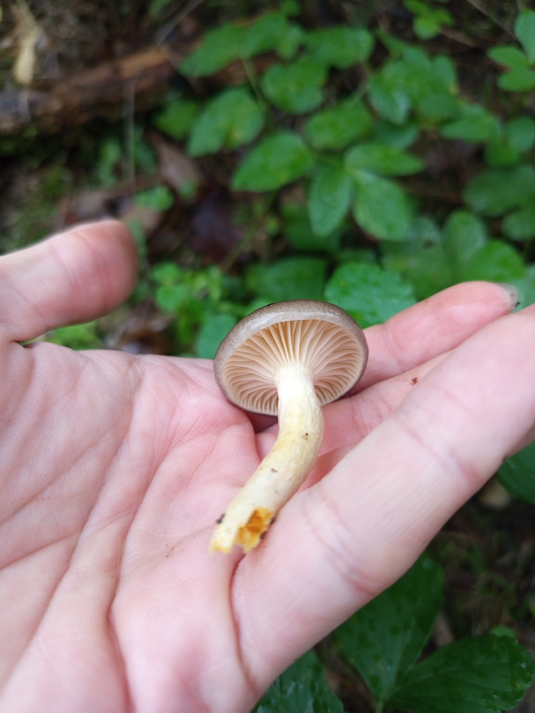 Hygrophorus hypothejus · December 2025 · photo: © meaglinumut (iNaturalist, cc-by)