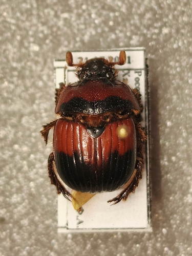 Bolbocerodema zonatum