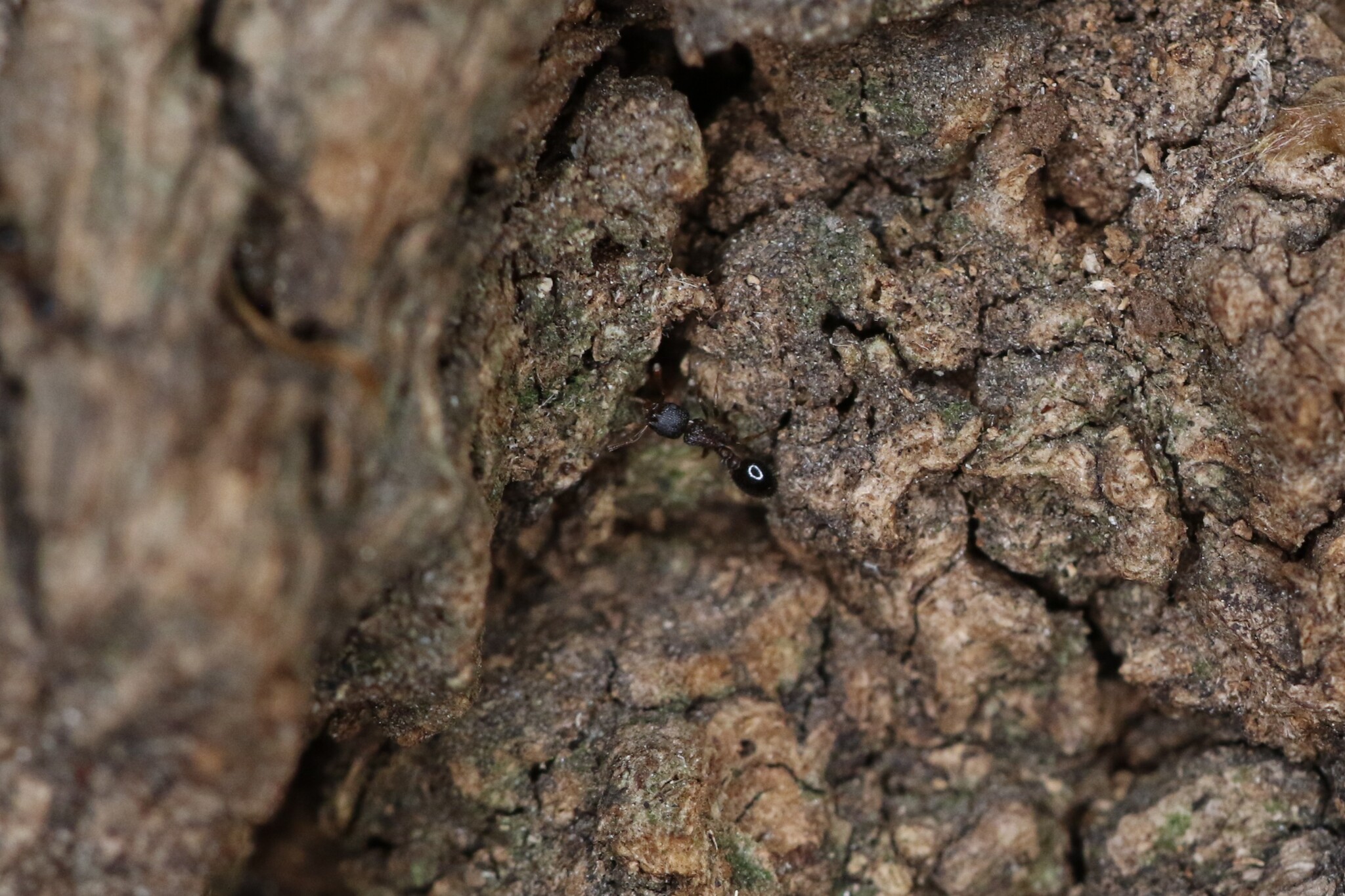 Temnothorax koreanus