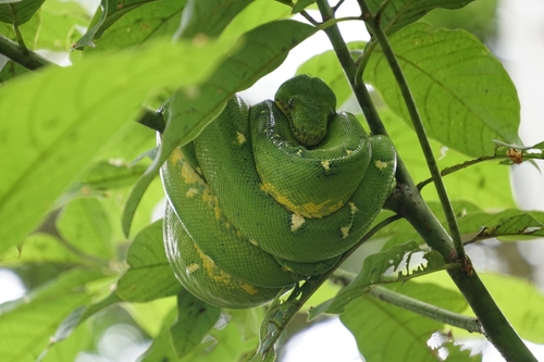Amazon Basin Emerald Tree Boa