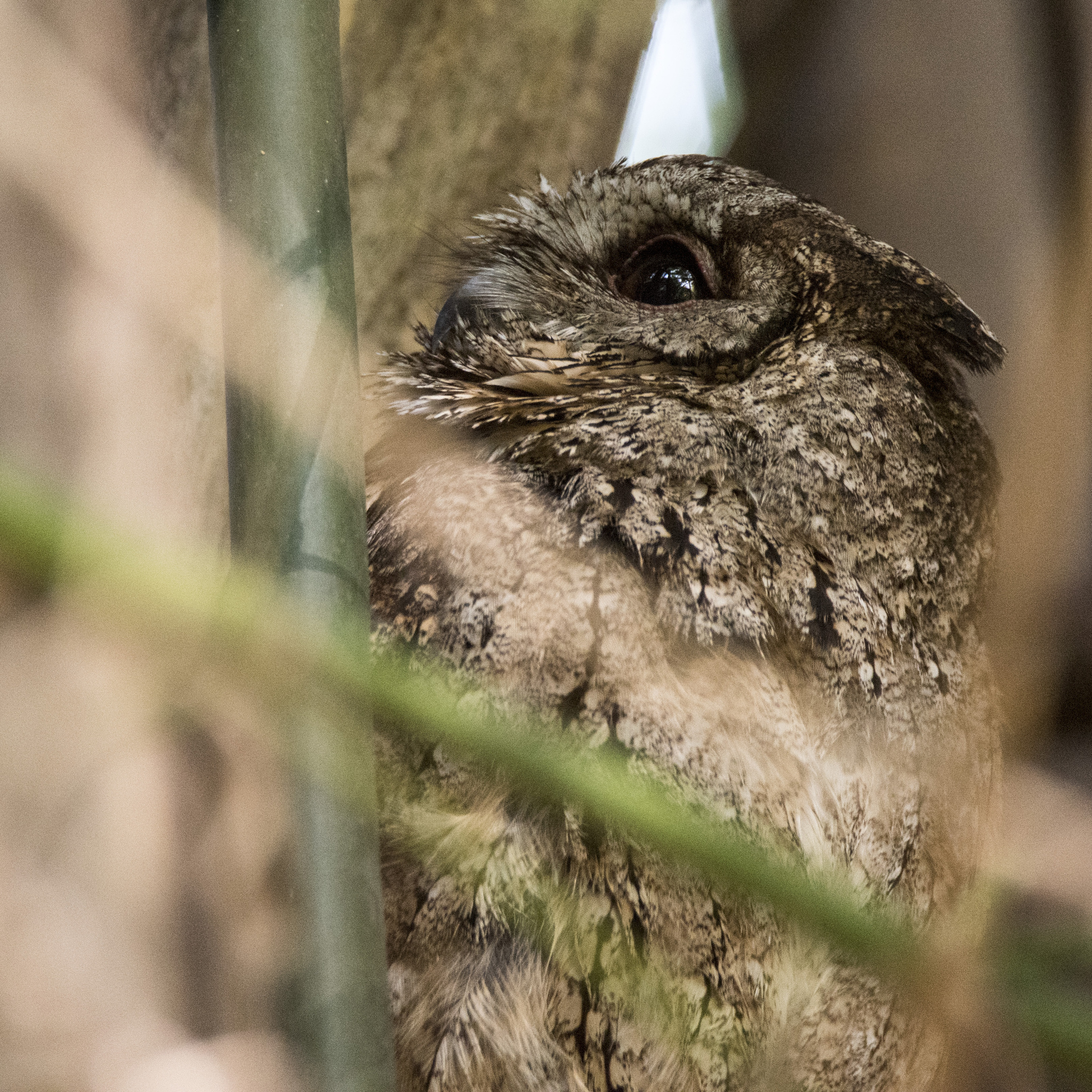 Collared Scops Owl (Otus lettia), photo 2