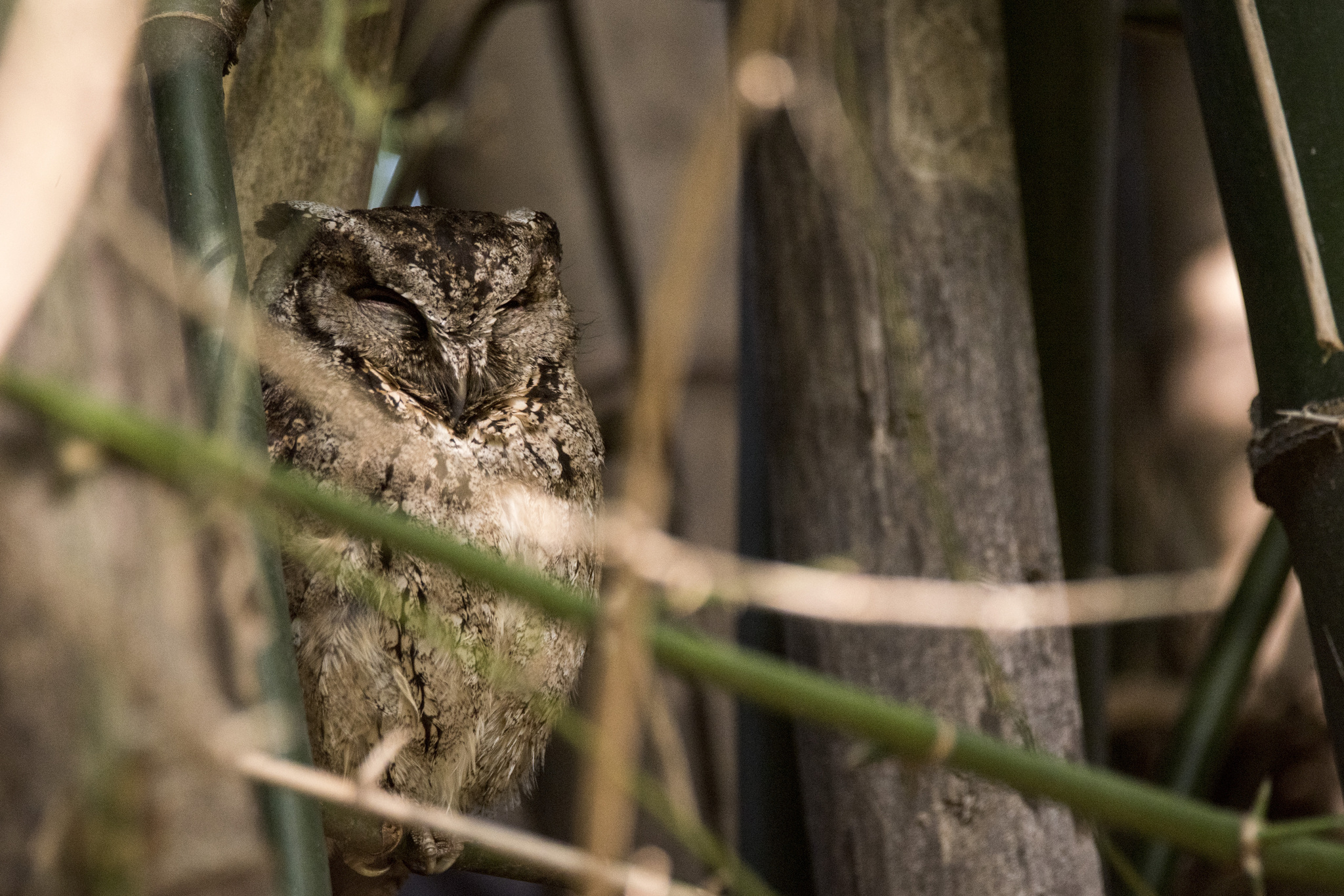 Collared Scops Owl (Otus lettia), photo 3