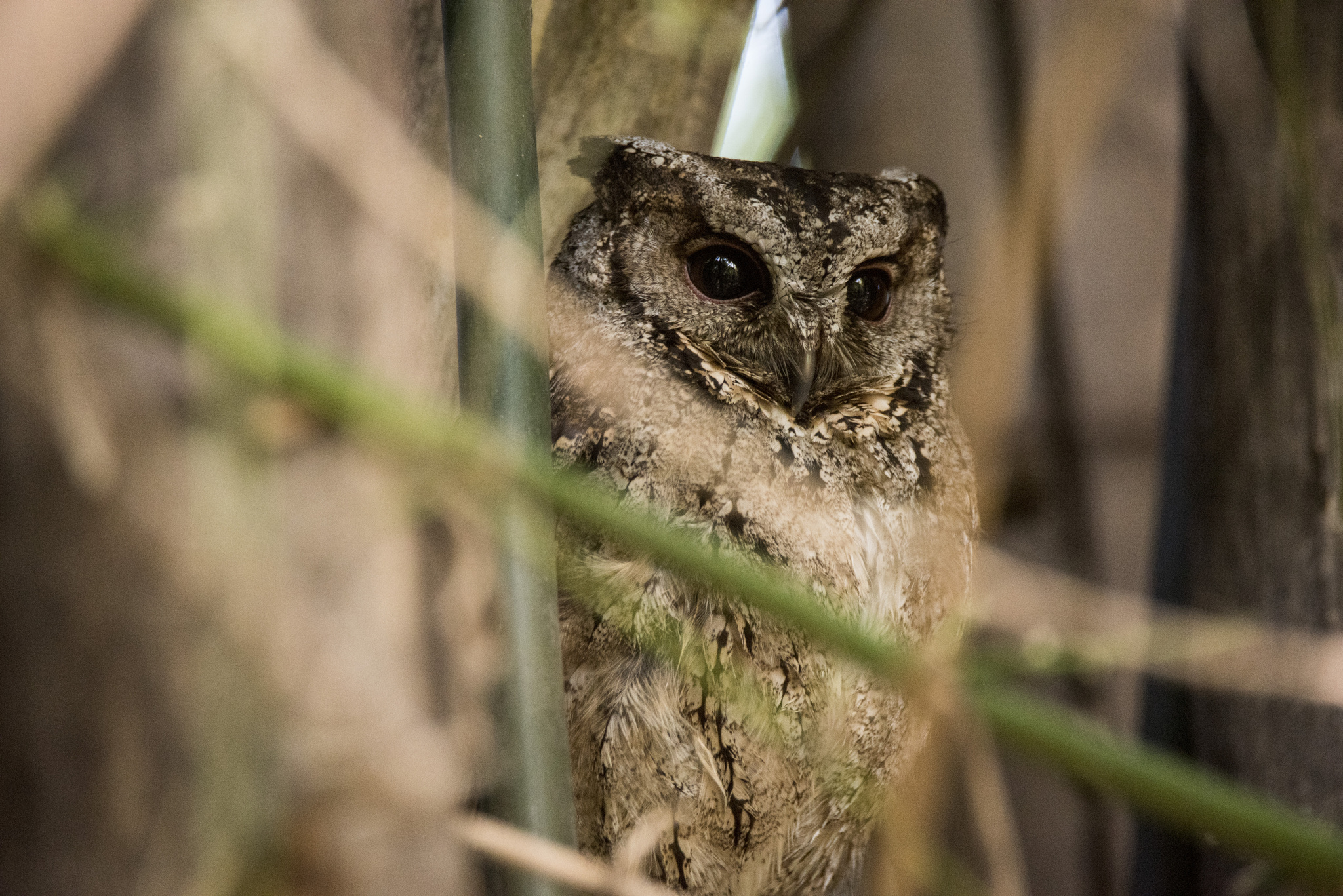 Collared Scops Owl (Otus lettia), photo 4