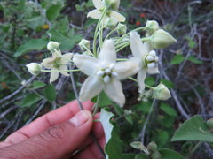 Funastrum pannosum