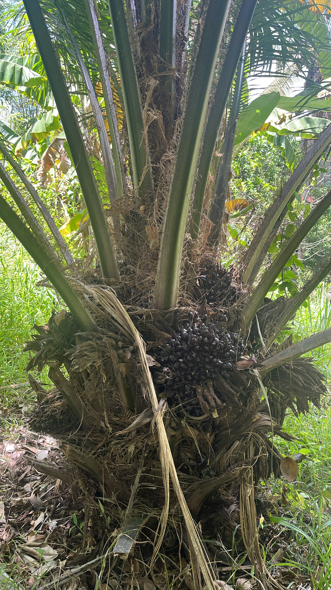 Elaeis guineensis