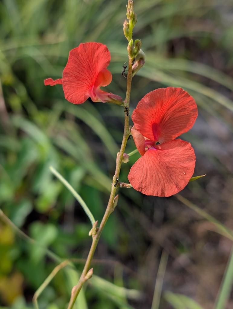 Macroptilium longepedunculatum