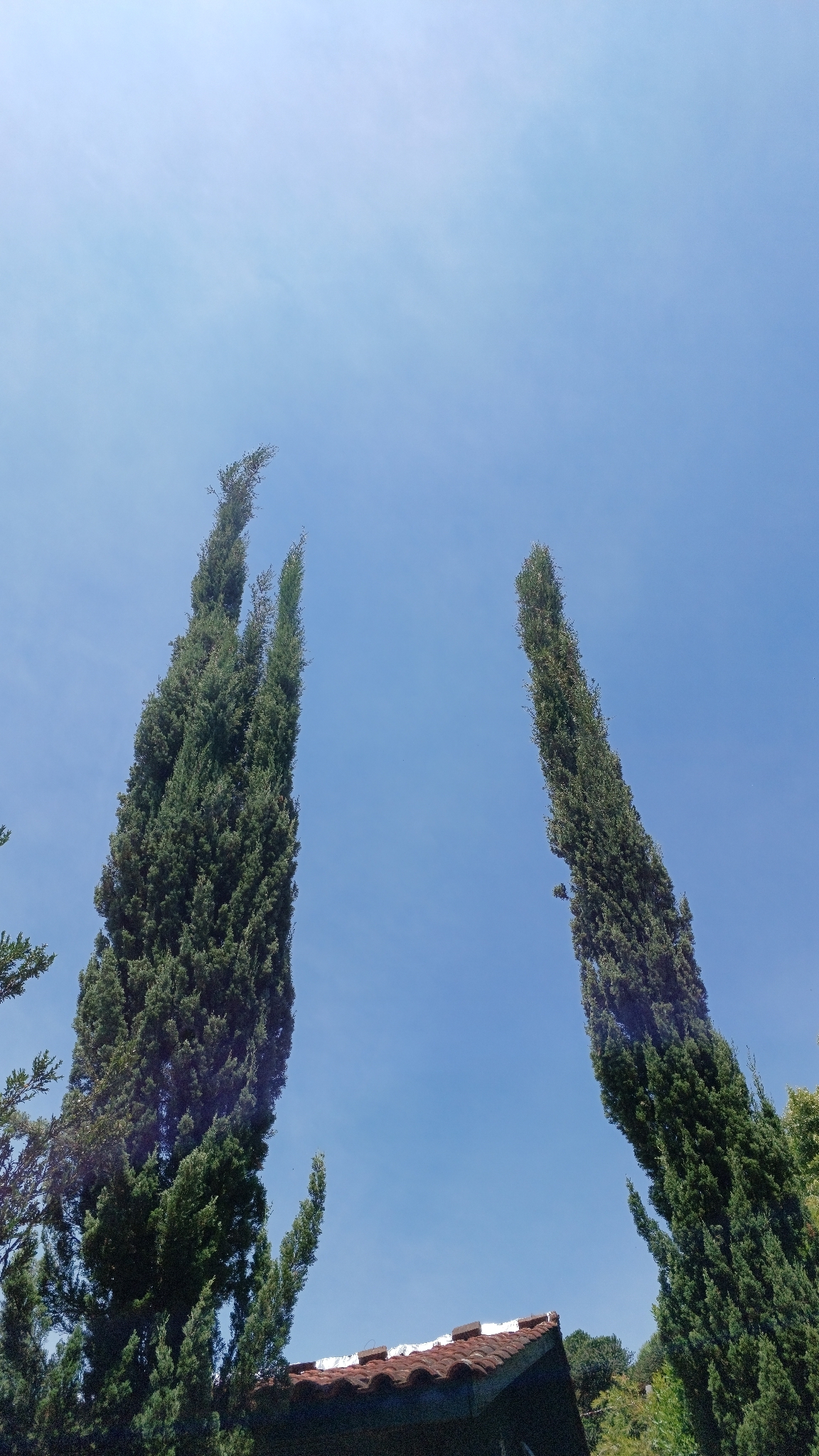 Cupressus sempervirens