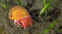 Naticarius orientalis