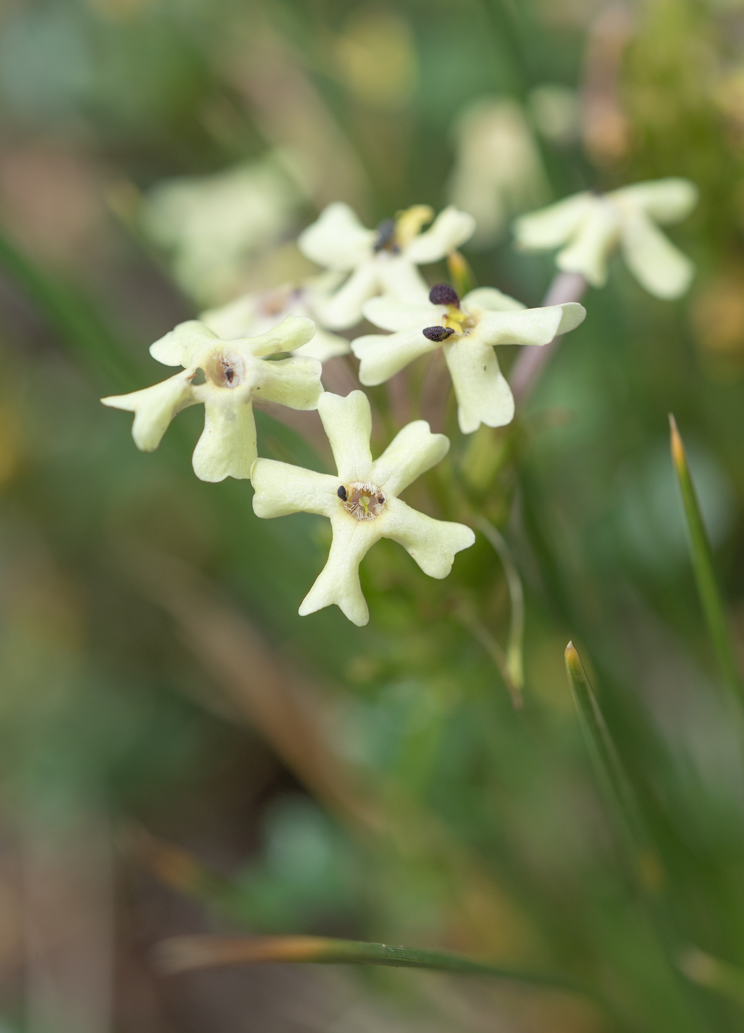Glandularia araucana