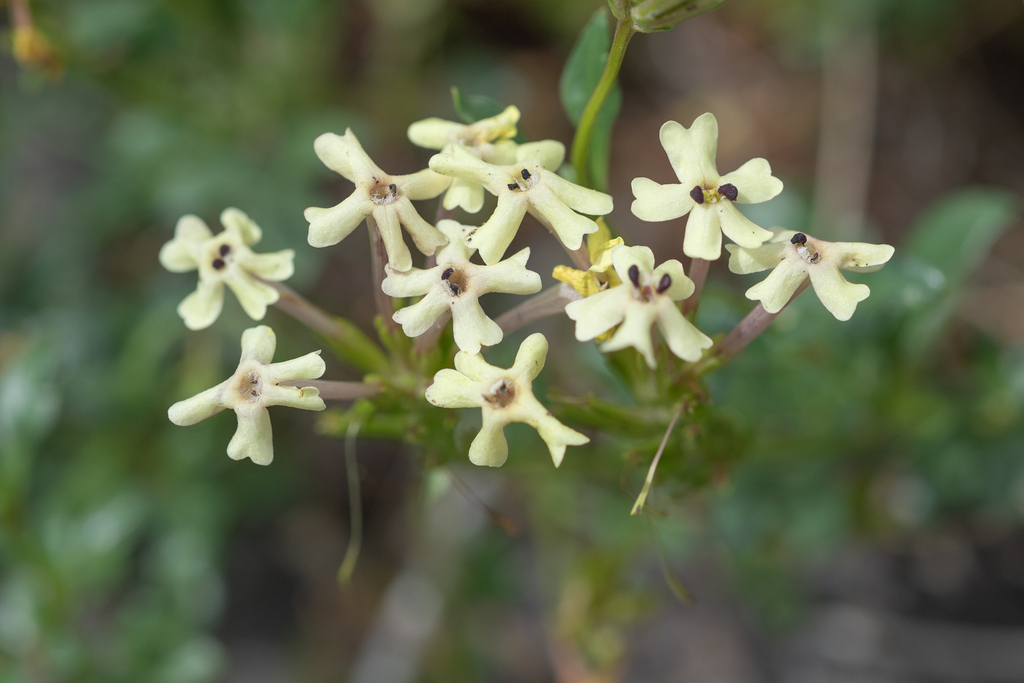 Glandularia araucana