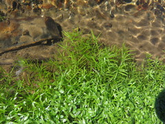 Callitriche heterophylla