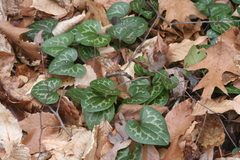 Hexastylis shuttleworthii