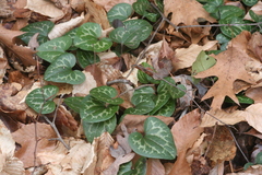 Hexastylis shuttleworthii