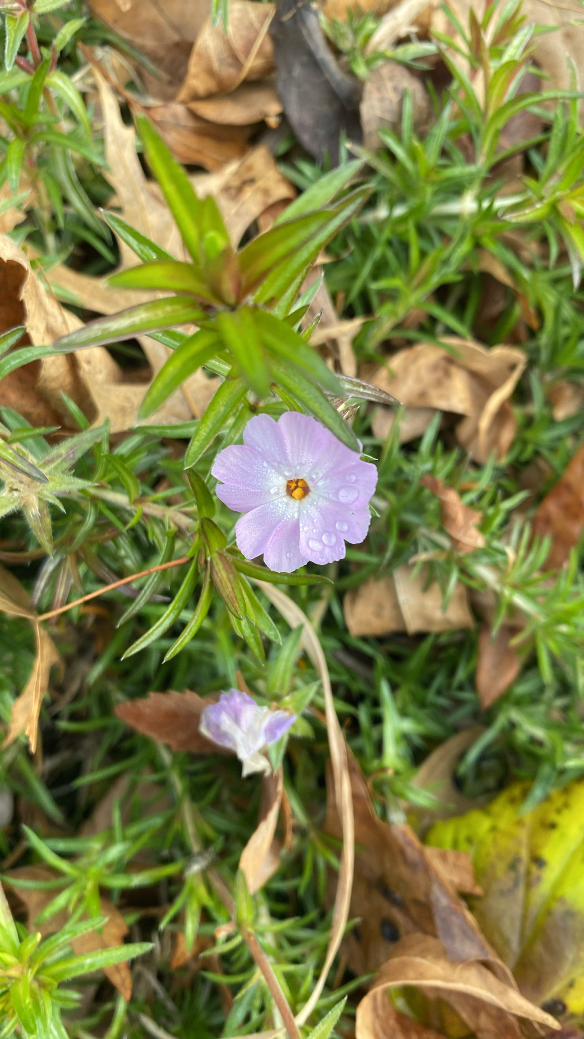 Creeping phlox