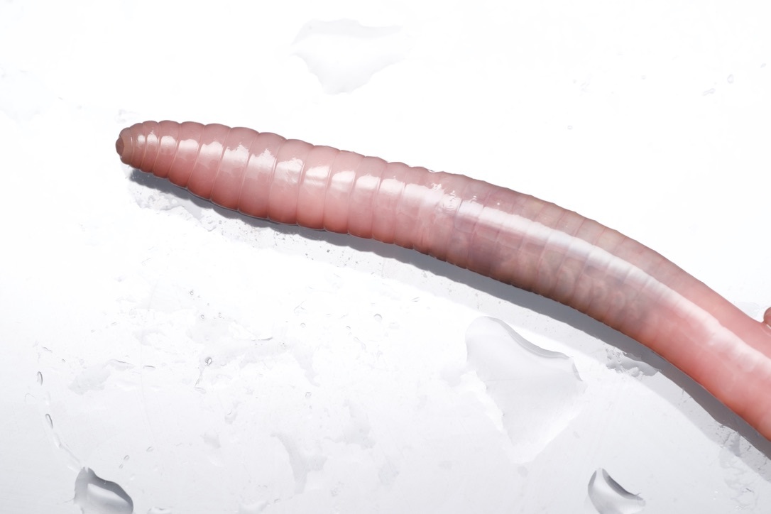 Aporrectodea longa (Ude, 1885)