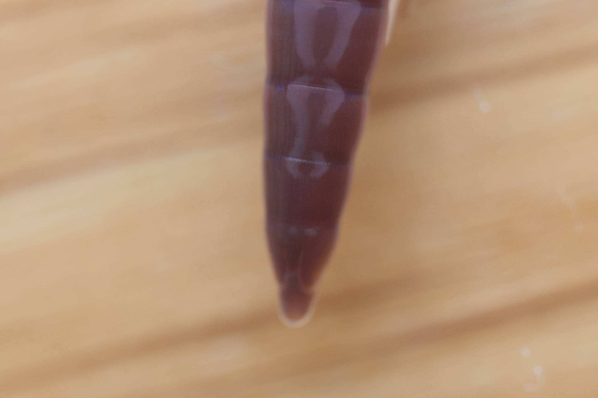 Aporrectodea longa (Ude, 1885)
