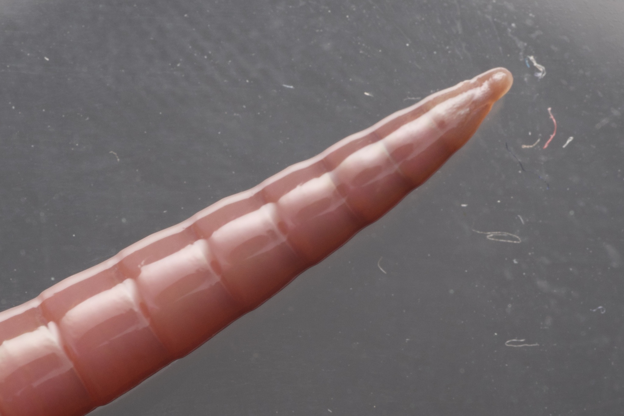 Aporrectodea longa (Ude, 1885)