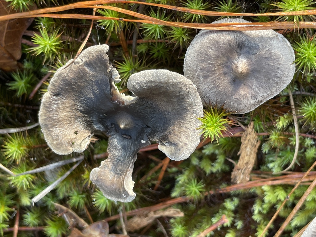 Cantharellula umbonata