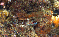Helcogramma
