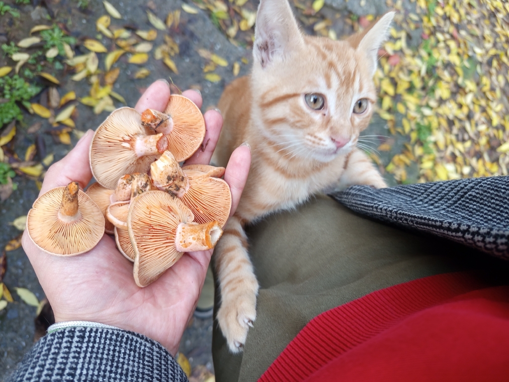 Lactarius deliciosus · December 2025 · photo: © meaglinumut (iNaturalist, cc-by)