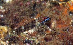 Helcogramma