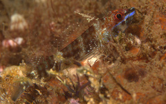 Helcogramma
