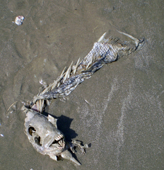 Archosargus probatocephalus