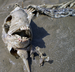 Archosargus probatocephalus