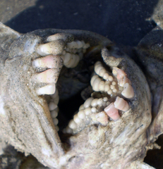 Archosargus probatocephalus