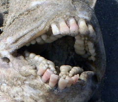 Archosargus probatocephalus