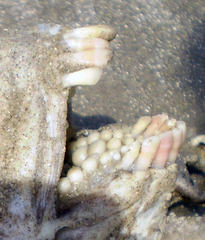 Archosargus probatocephalus