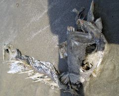 Archosargus probatocephalus