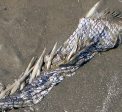 Archosargus probatocephalus