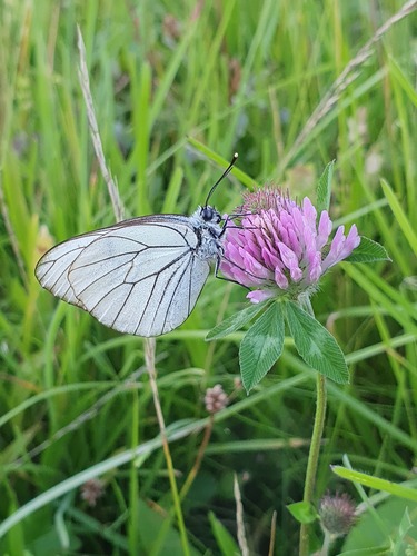 Aporia crataegi