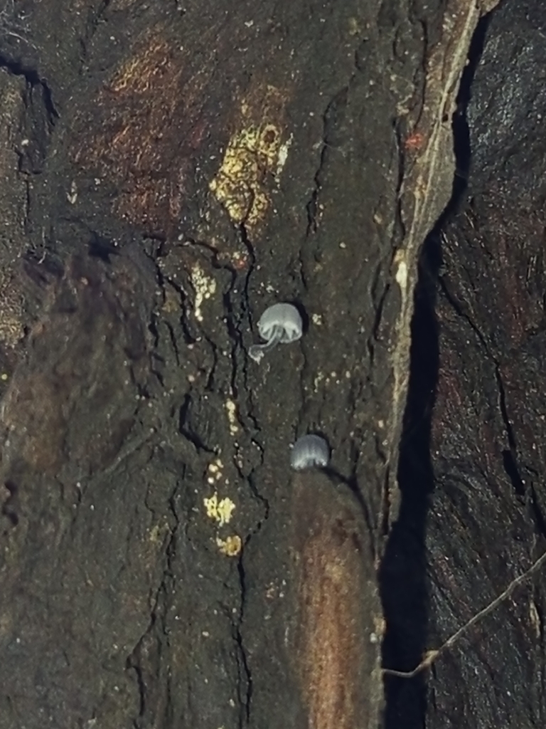 Mycena pseudocorticola · December 2025 · photo: © meaglinumut (iNaturalist, cc-by)
