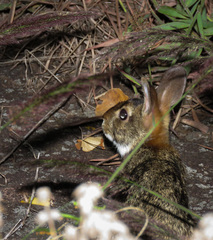 Sylvilagus brasiliensis