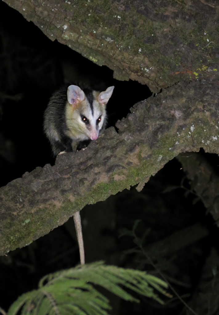 White-eared Opossum from Paulínia - SP, Brasil on July 07, 2017 at 09: ...