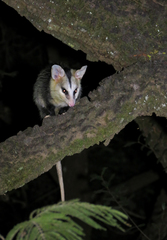 Didelphis albiventris