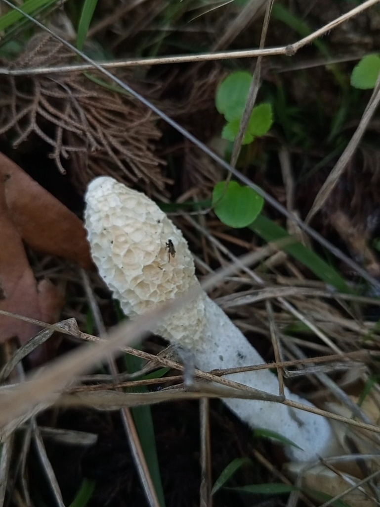 Phallus impudicus · December 2025 · photo: © meaglinumut (iNaturalist, cc-by)